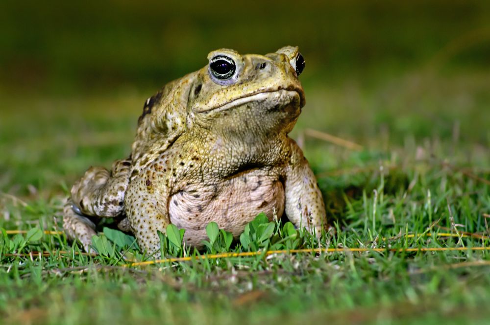 Invasive Species Removal