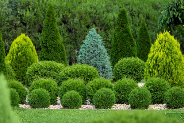 Cost of Bush Shaping Service in Ogden