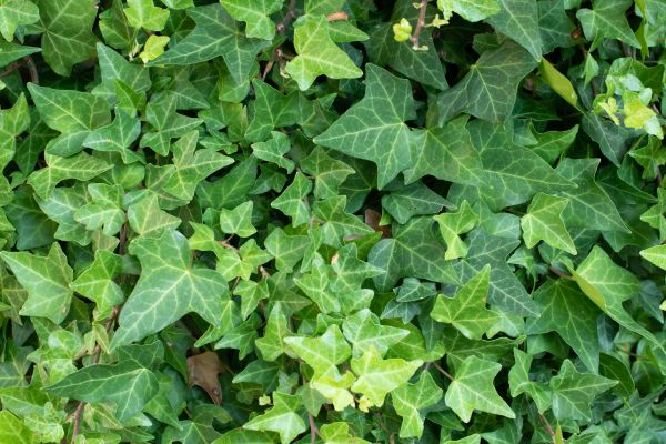 Cost of English Ivy Removal in Ogden