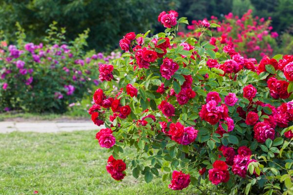 Rose Bush Pruning