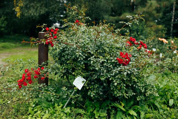 Cost of Rose Bush Removal in Ogden
