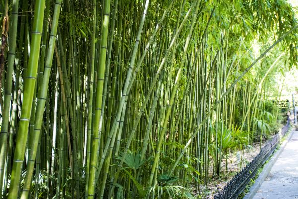 Cost of Bamboo Root Removal in Ogden