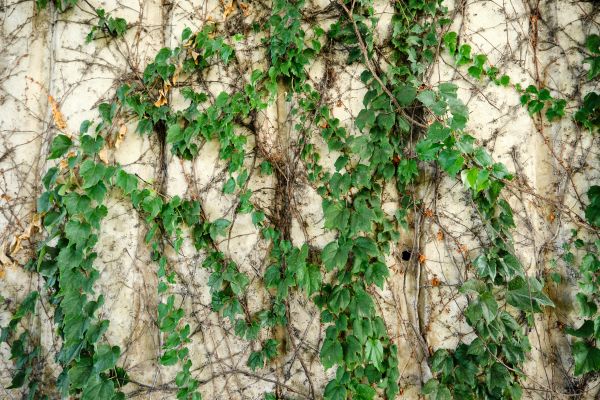 Cost of Vine Removal Service in Ogden