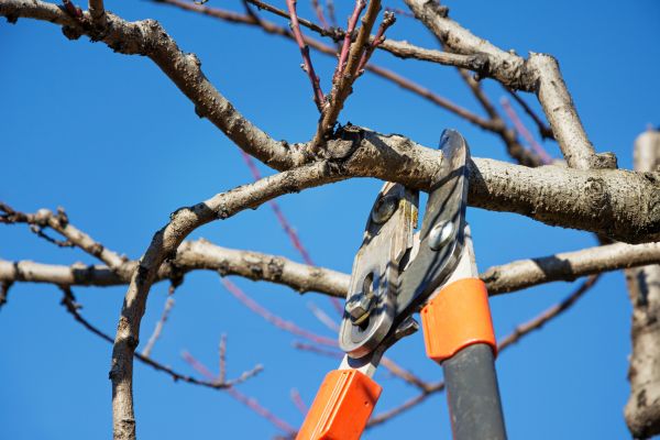 Cost of Selective Pruning in Ogden