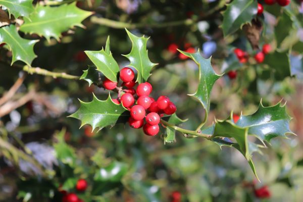 Holly Tree Trimming in Ogden