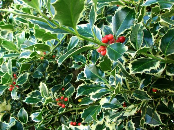 Holly Bushes Trimming in Ogden