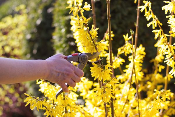 Forsythia Pruning in Ogden