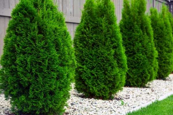 Cost of Arborvitae Removal in Ogden
