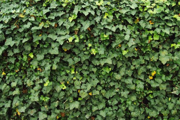 Cost of Ivy Pruning service in Ogden