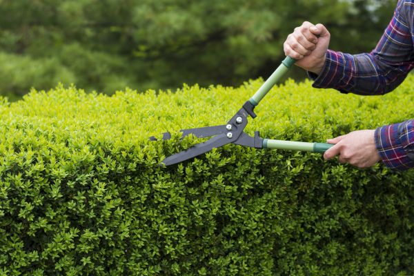 Cost of Evergreen Shrub Pruning in Ogden