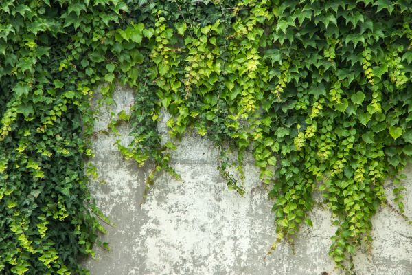 English Ivy Control