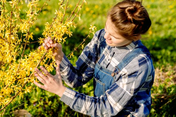 Forsythia Trimming in Ogden