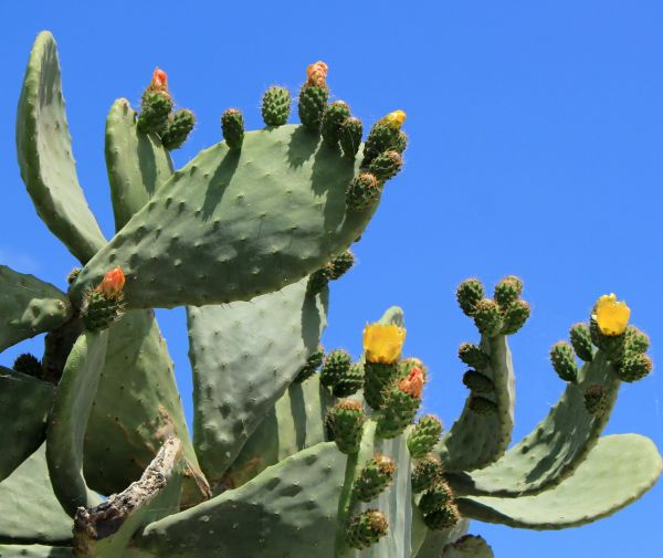 Cost of Cactus Removal in Ogden