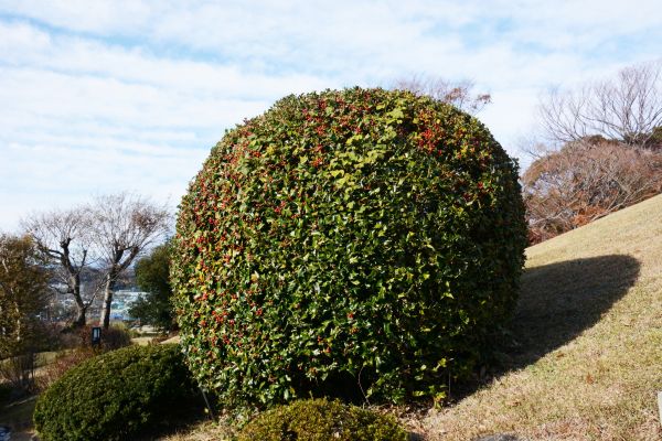 Holly Shrub Pruning in Ogden