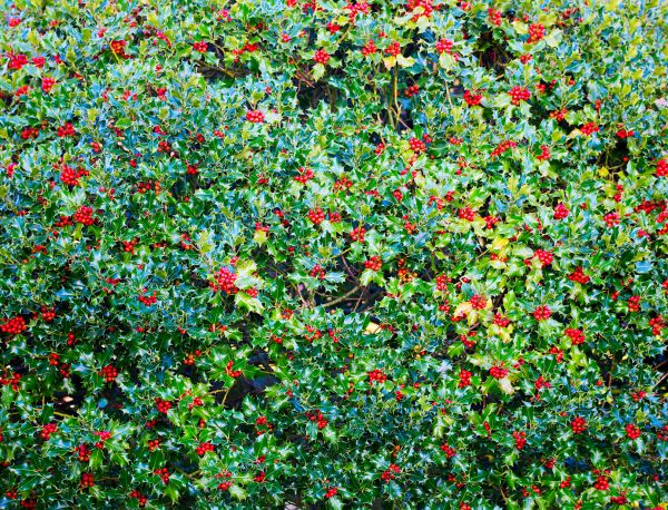Cost of Holly Bush Removal in Ogden