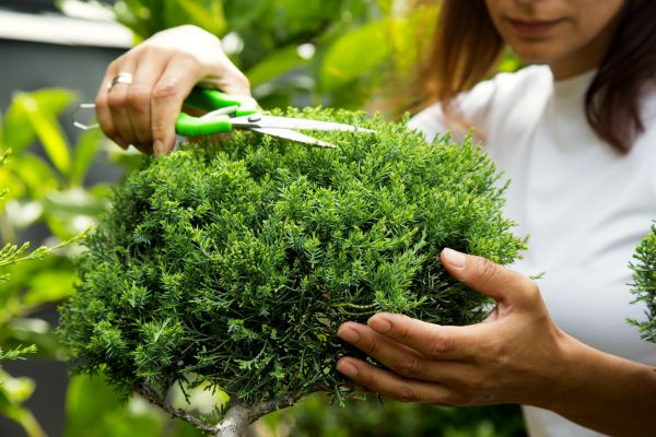 Cost of Juniper Shrub Pruning in Ogden