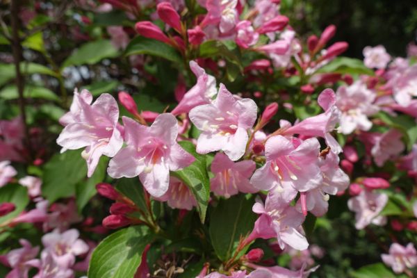 Cost of Weigela Pruning Service in Ogden