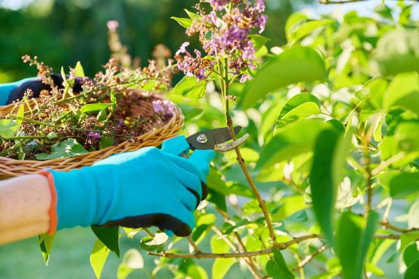 Cost of Lilac Trimming Service in Ogden