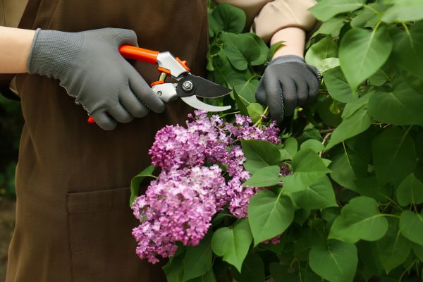Cost of Lilac Pruning Service in Ogden