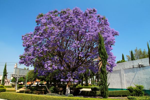 Cost of Jacaranda Pruning in Ogden