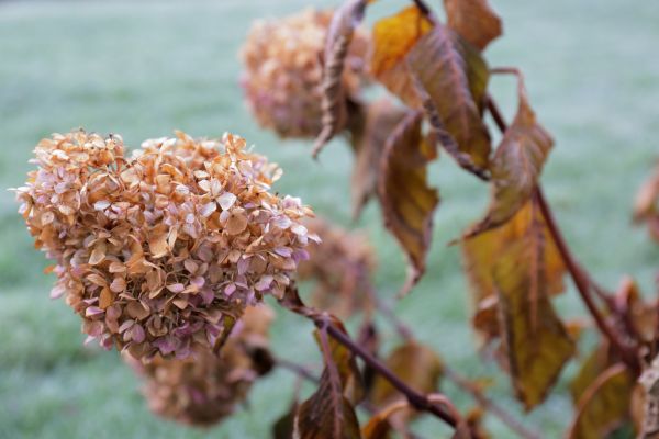 Cost of Hydrangea Removal in Ogden