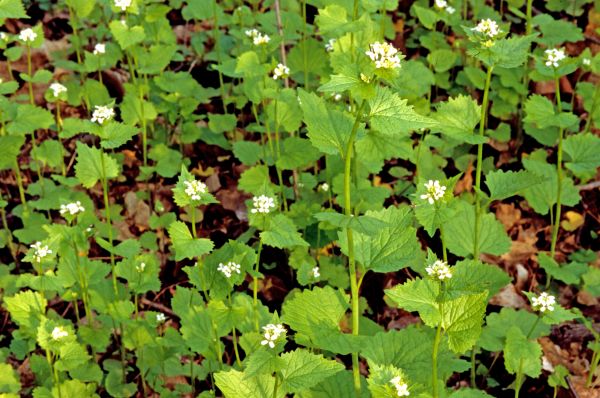 Cost of Garlic Mustard Removal in Ogden