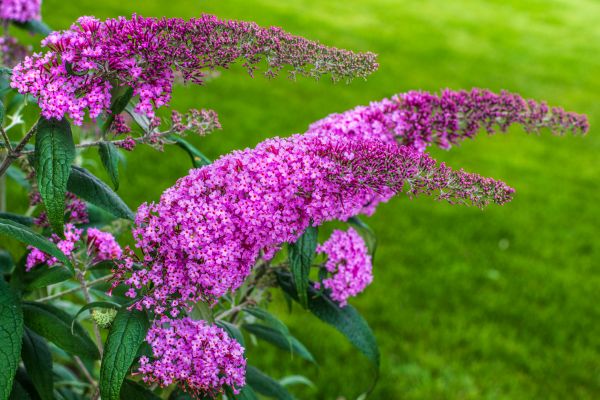 Cost of Butterfly Bush Removal in Ogden