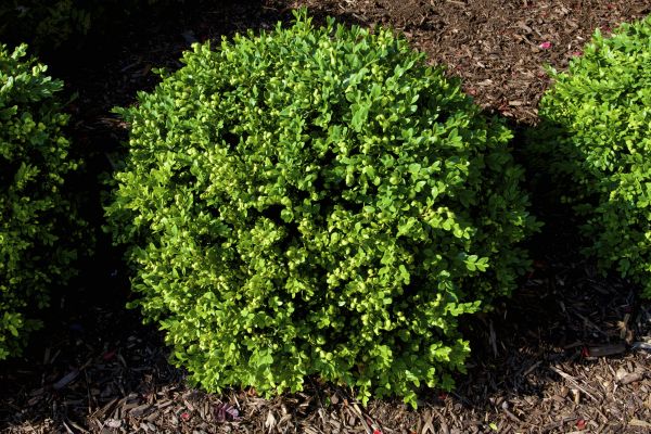 Cost of Boxwood Removal in Ogden