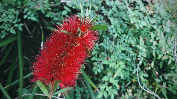 Cost of Bottlebrush Pruning in Ogden