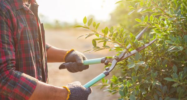 Shrub Pruning in Ogden