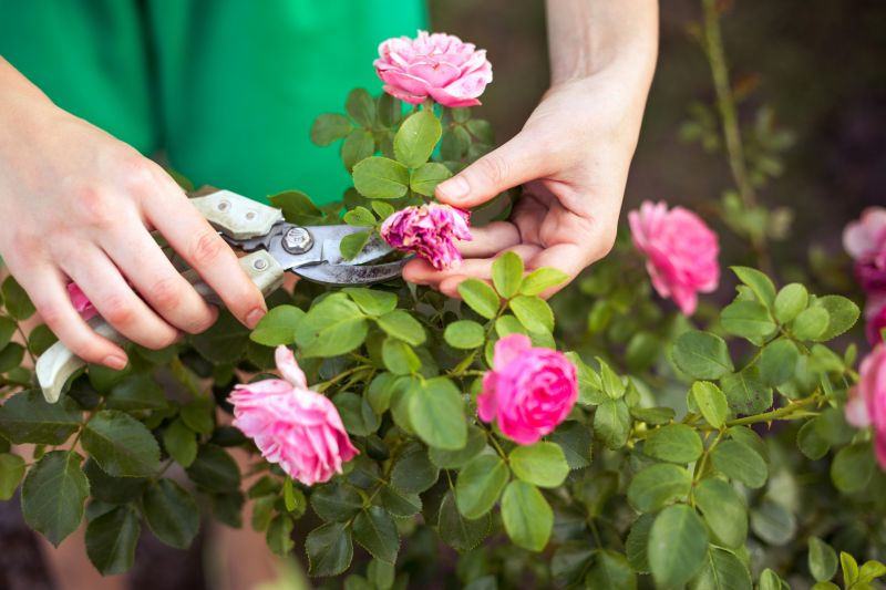 Rose Pruning Service