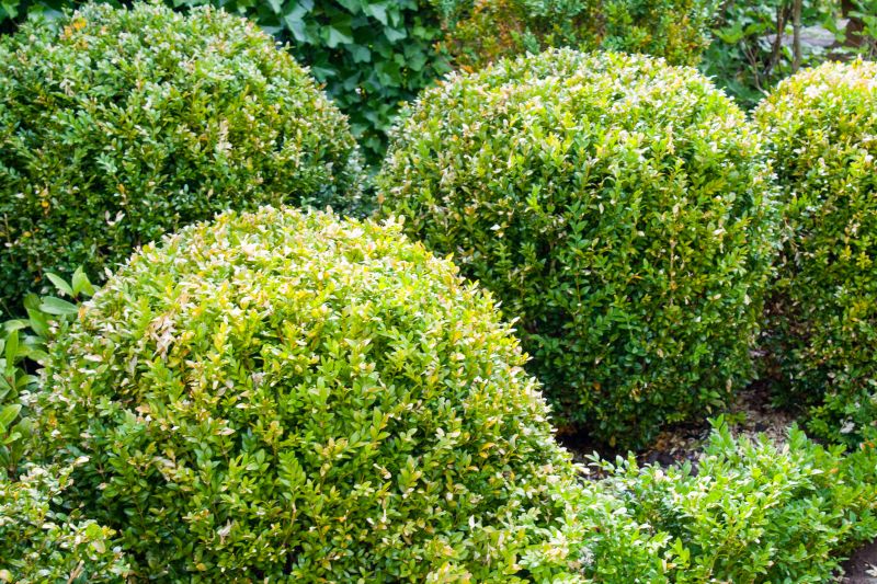 Shrubs with Precise Cuts