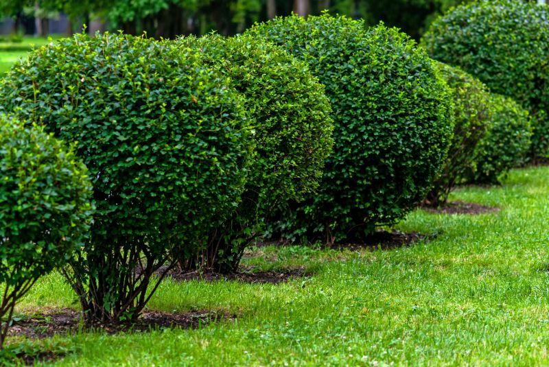 Healthy Shrubs